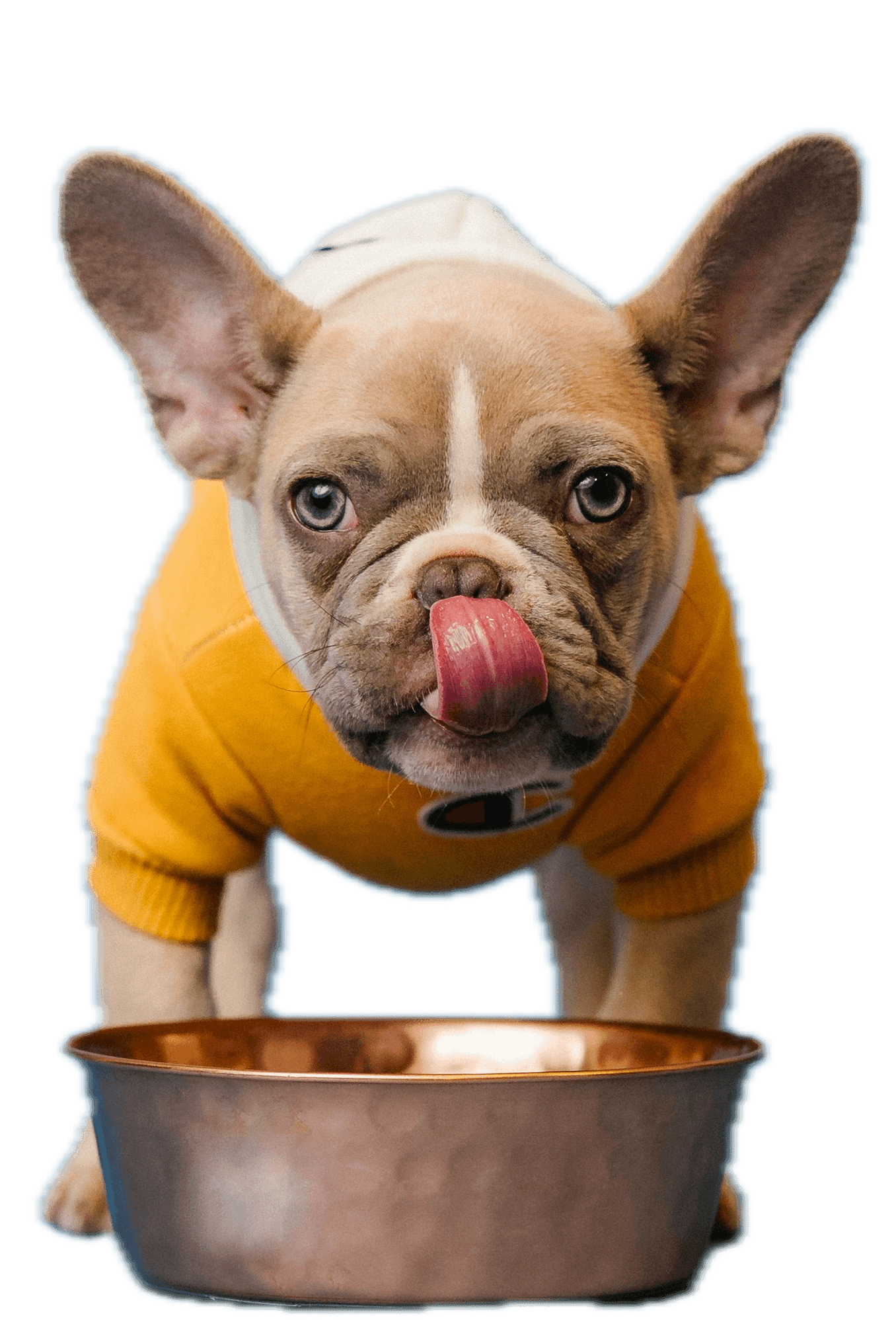 Una frenchie comiendo comida para perros